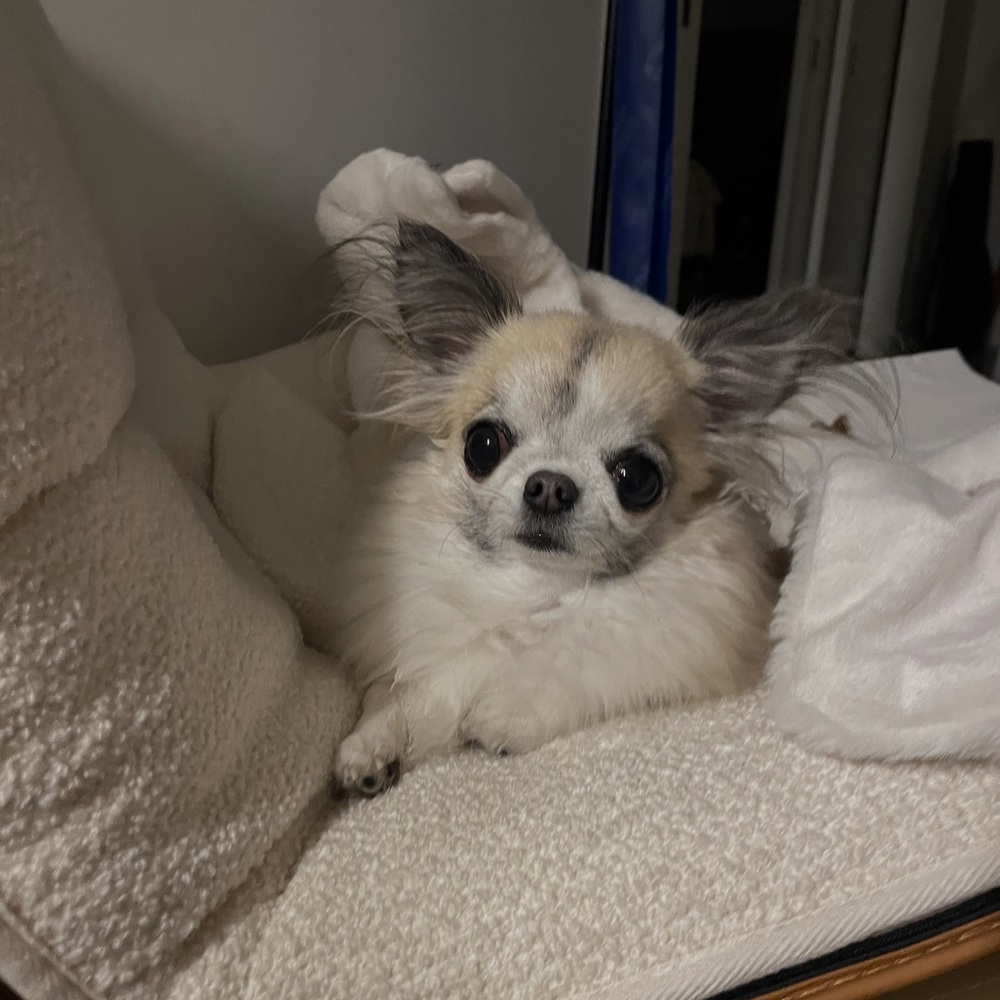 Meet your Posher, Ann